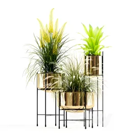 Plants collection agata